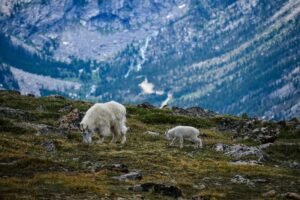 Goats eating grass