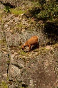 Goat Climbing mountain