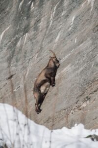 Goat doing a very high jump