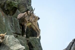 Goat balancing on mountain