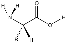 Paradigm peptides, amino acid relation